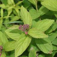 Image of Japanese meadowsweet