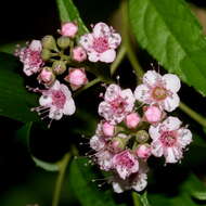 Image of Japanese meadowsweet