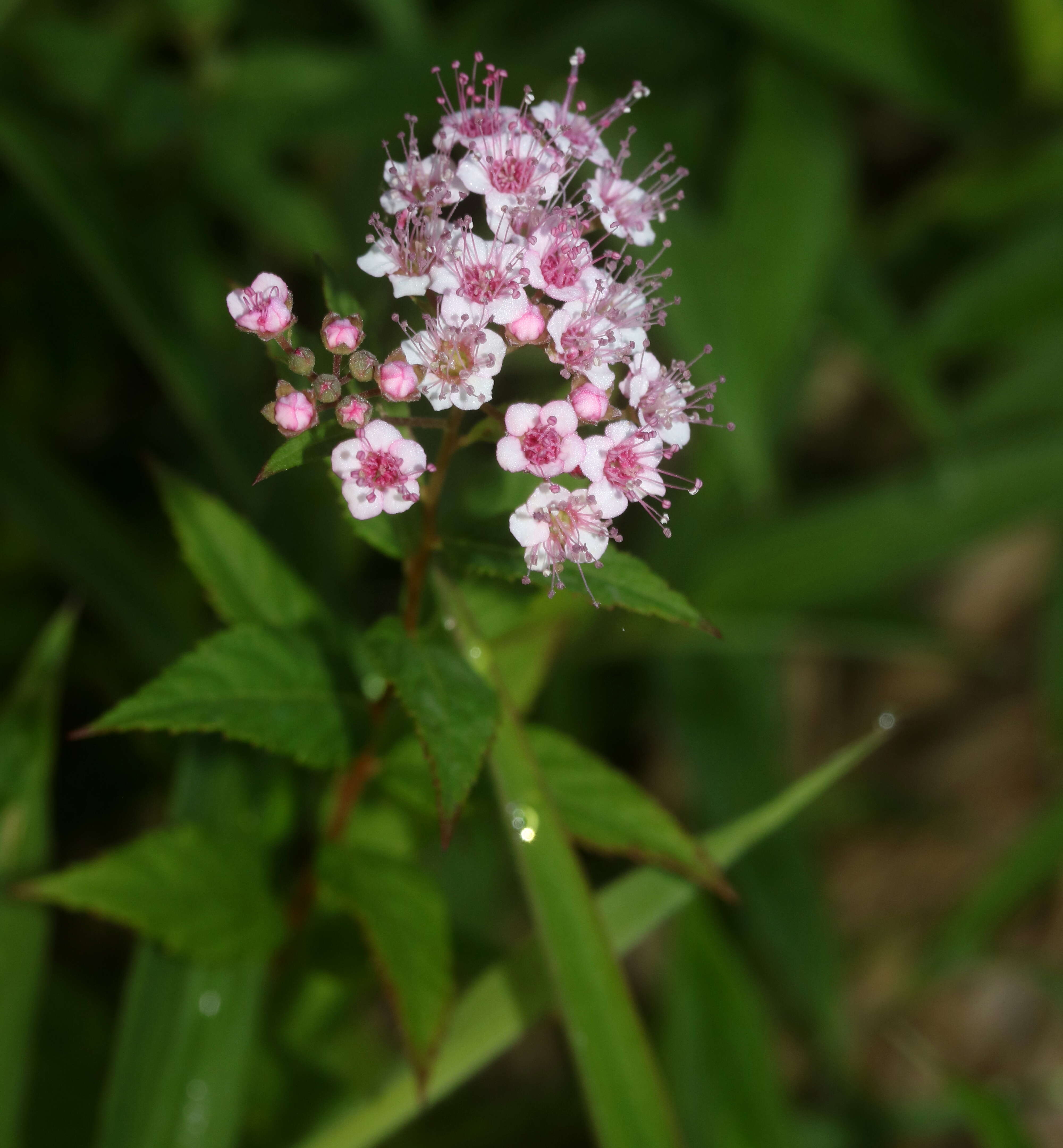 Image of Japanese meadowsweet