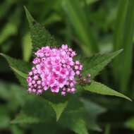 Image of Japanese meadowsweet