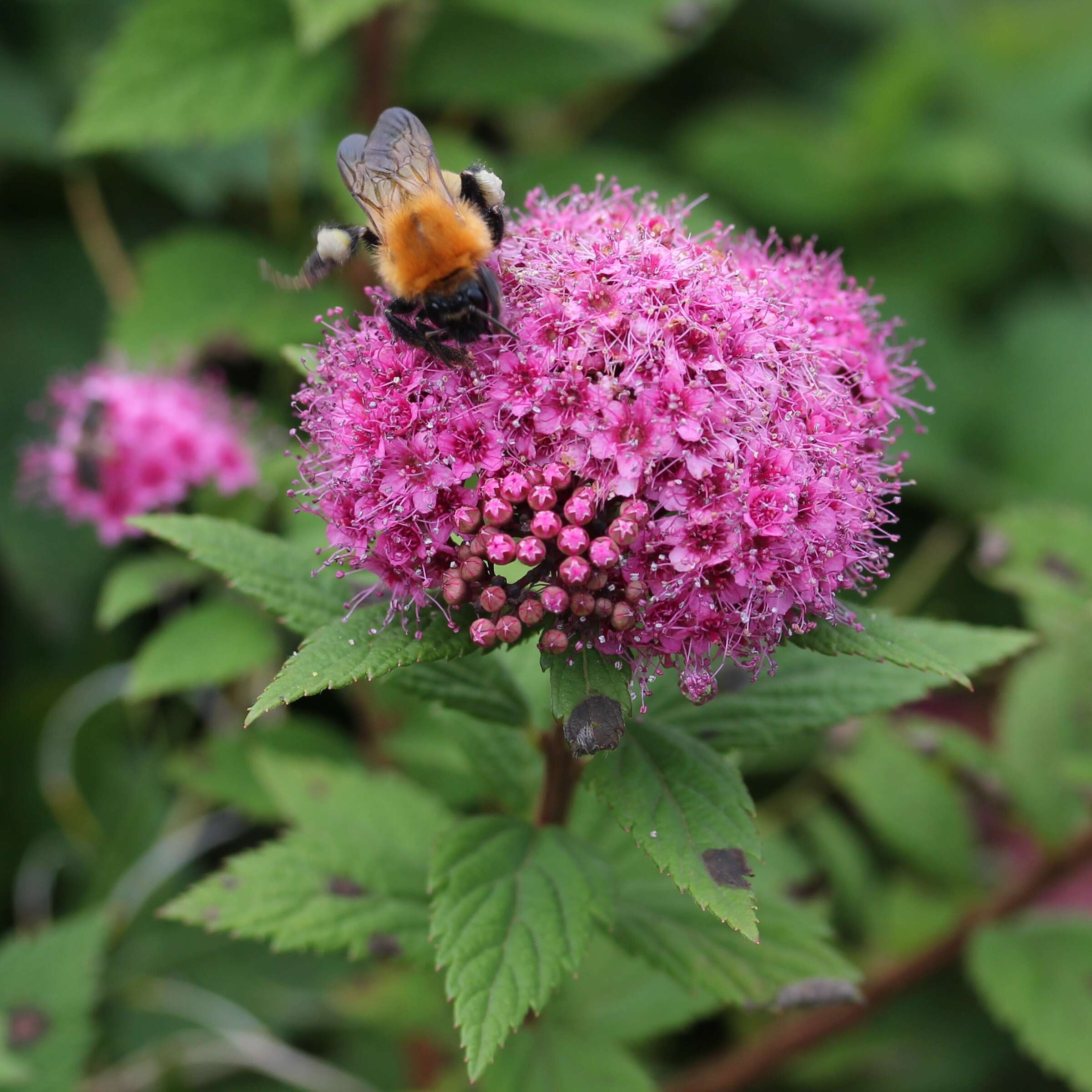 Image of Japanese meadowsweet