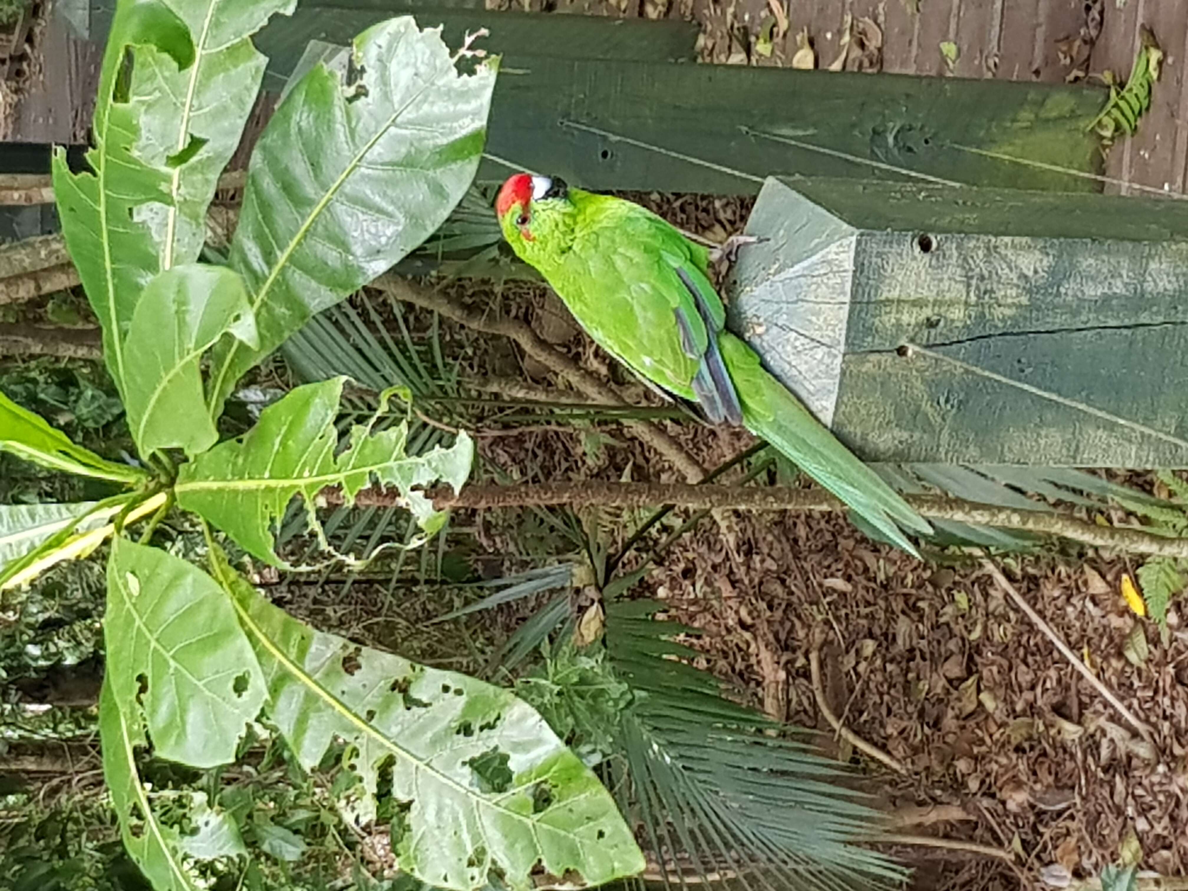 Image of Norfolk Parakeet