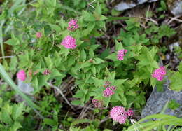 Image of Japanese meadowsweet