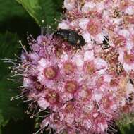 Image of Japanese meadowsweet