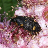 Image of Japanese meadowsweet