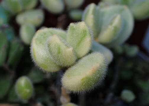 Image of Cotyledon tomentosa Harv.