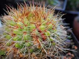 Image of Parodia buiningii (Buxb.) N. P. Taylor