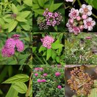 Image of Japanese meadowsweet