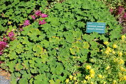 Image of cranesbill