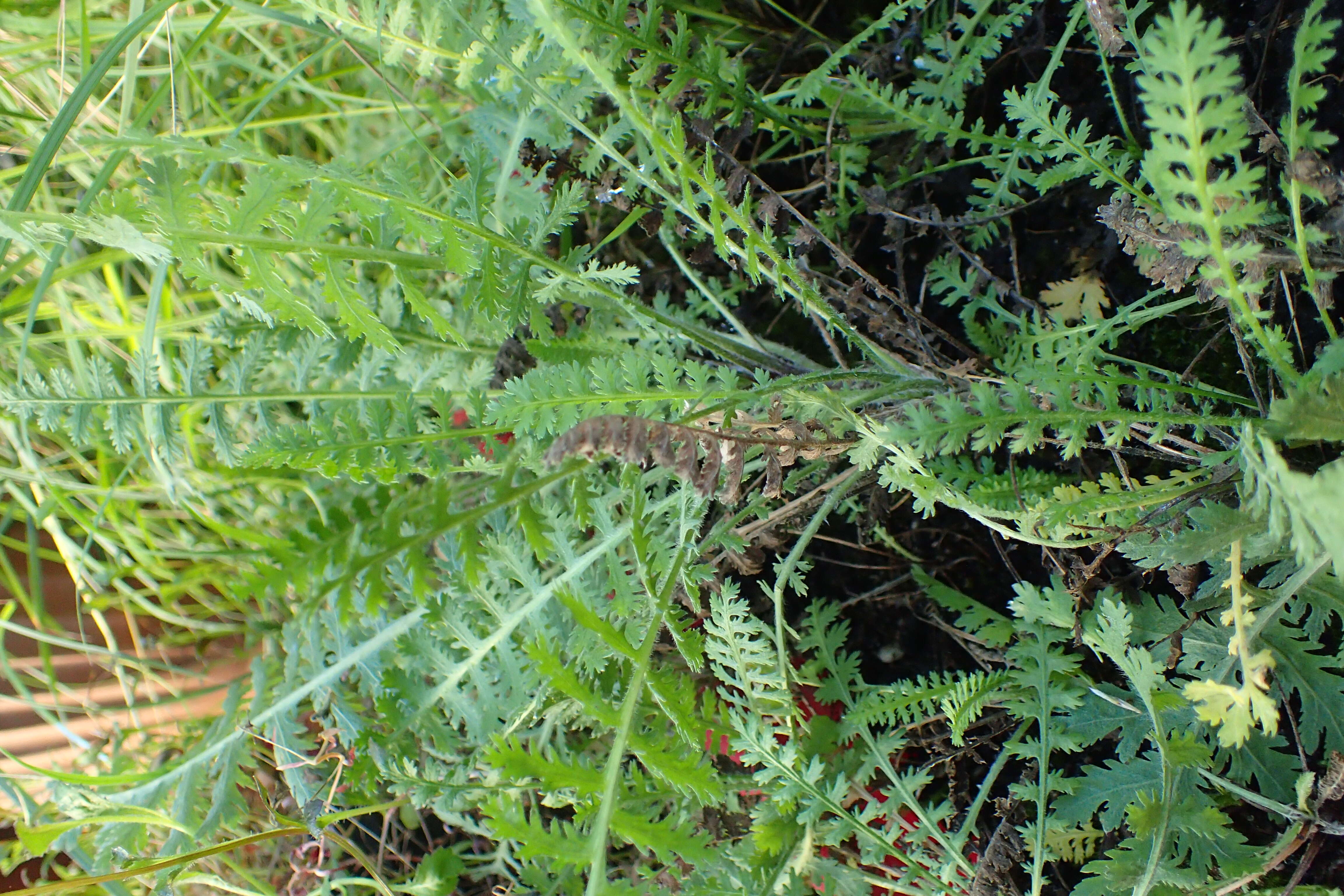 Imagem de Achillea filipendulina Lam.