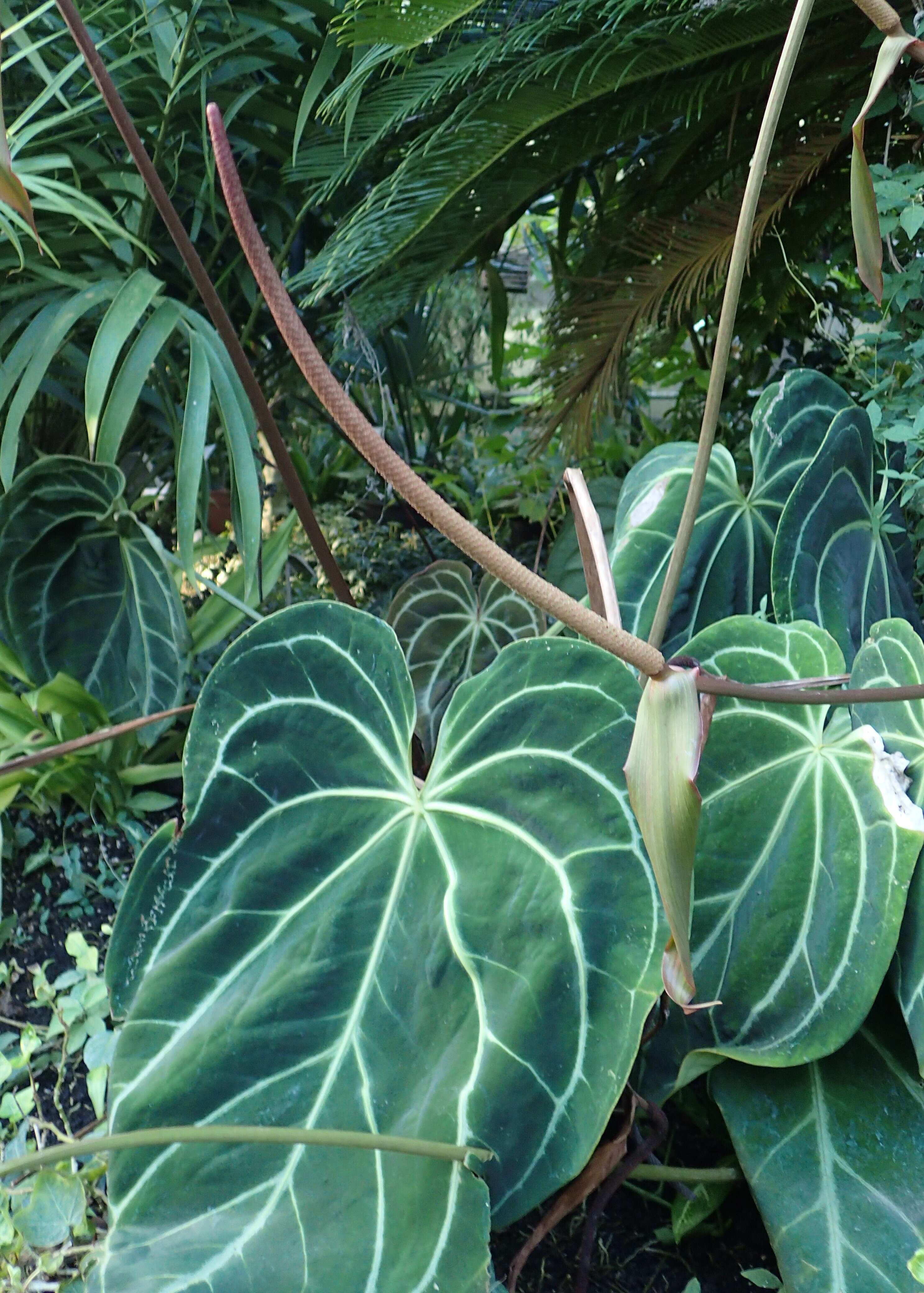 Imagem de Anthurium crystallinum Linden & André