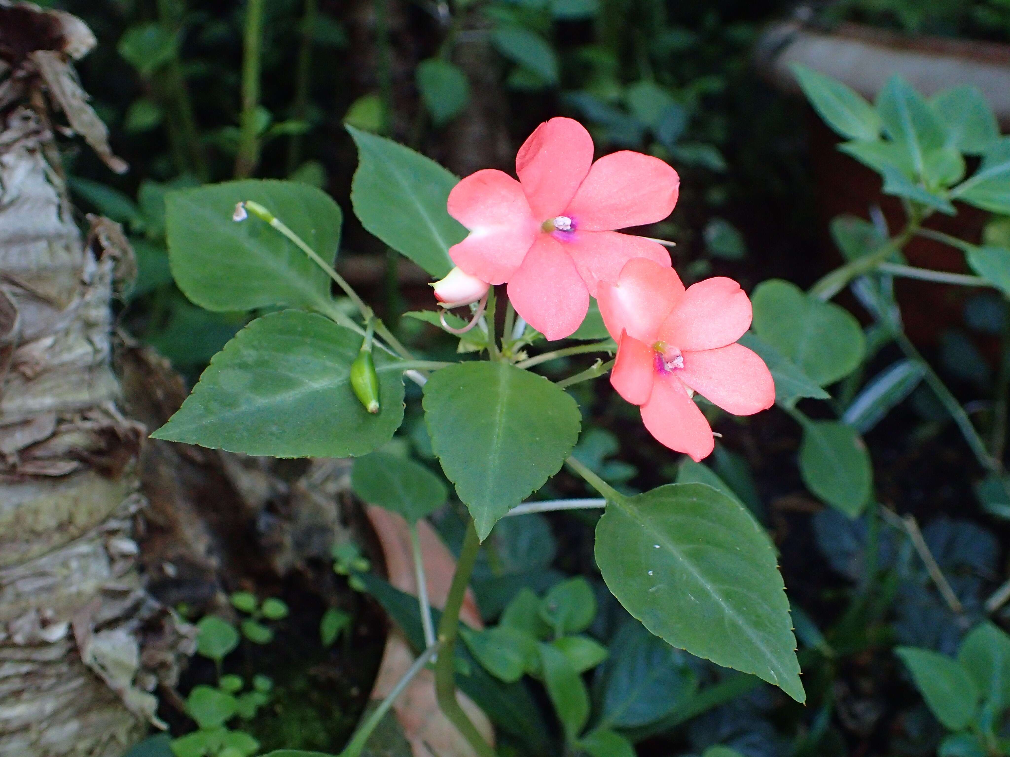 Imagem de Impatiens walleriana Hook. fil.