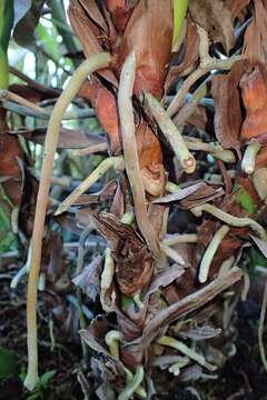 Image de Anthurium andraeanum Linden ex André