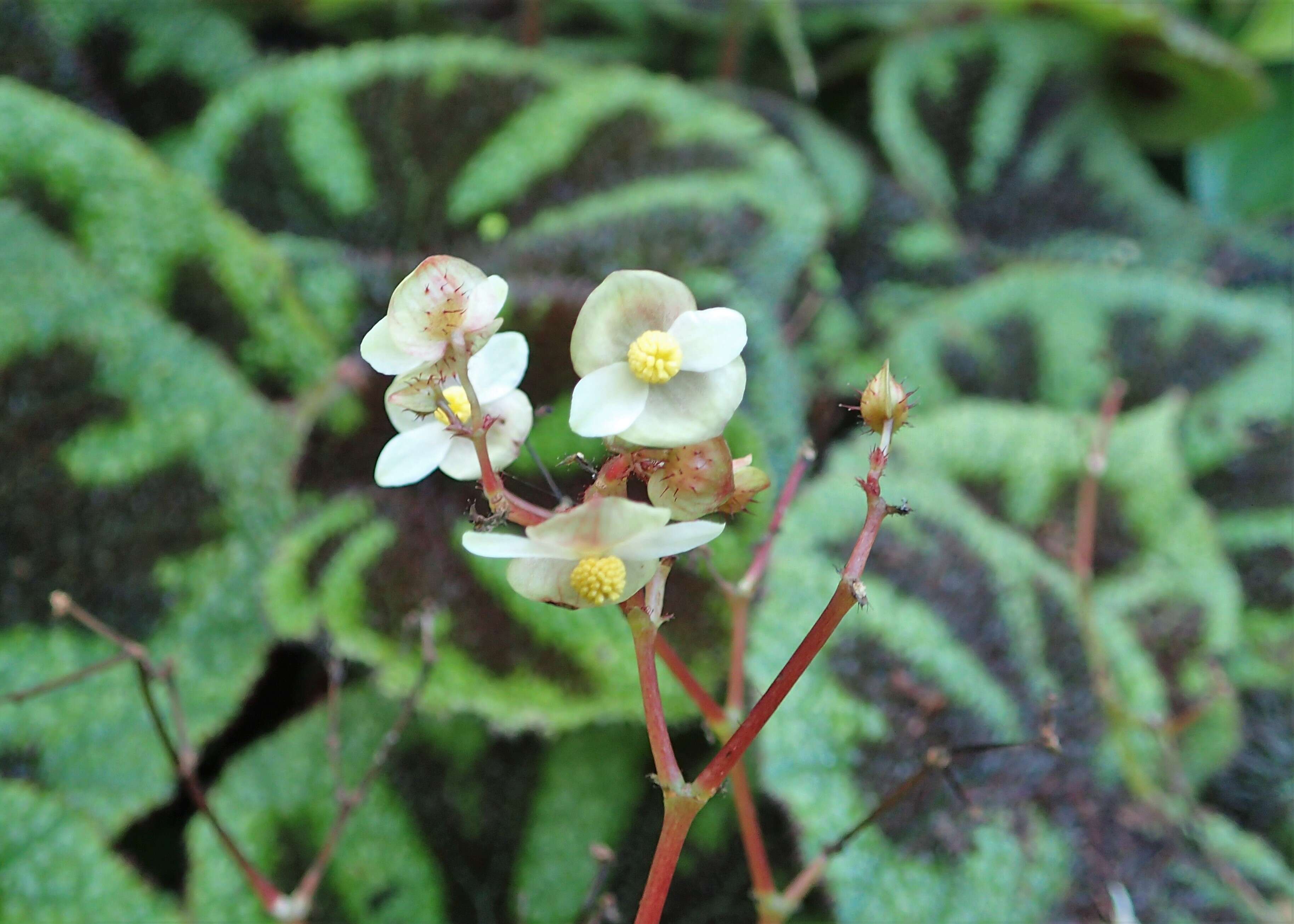 Image of Begonia masoniana Irmsch. ex Ziesenh.