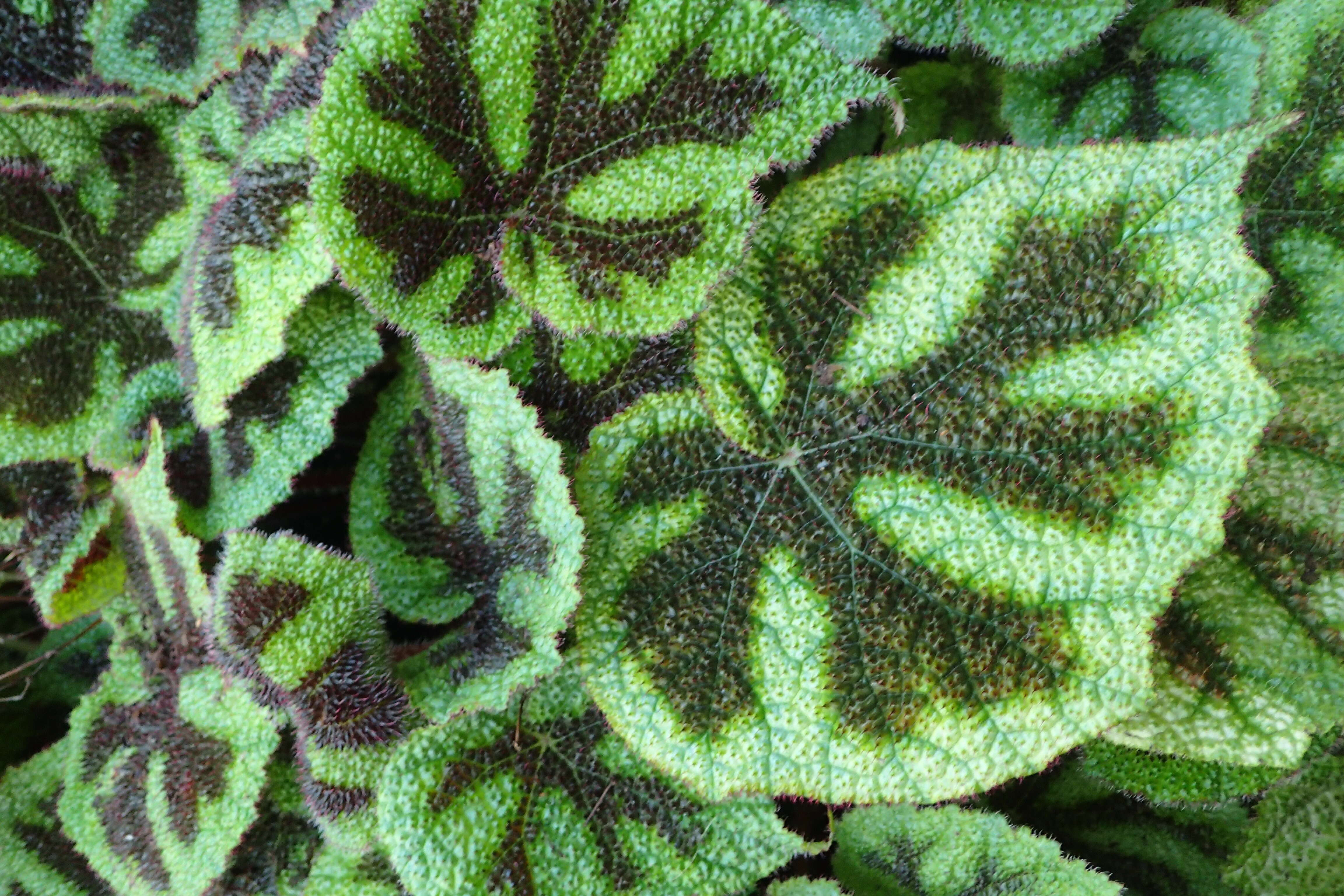 Image of Begonia masoniana Irmsch. ex Ziesenh.