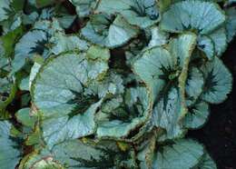 Image of Begonia incarnata Link & Otto