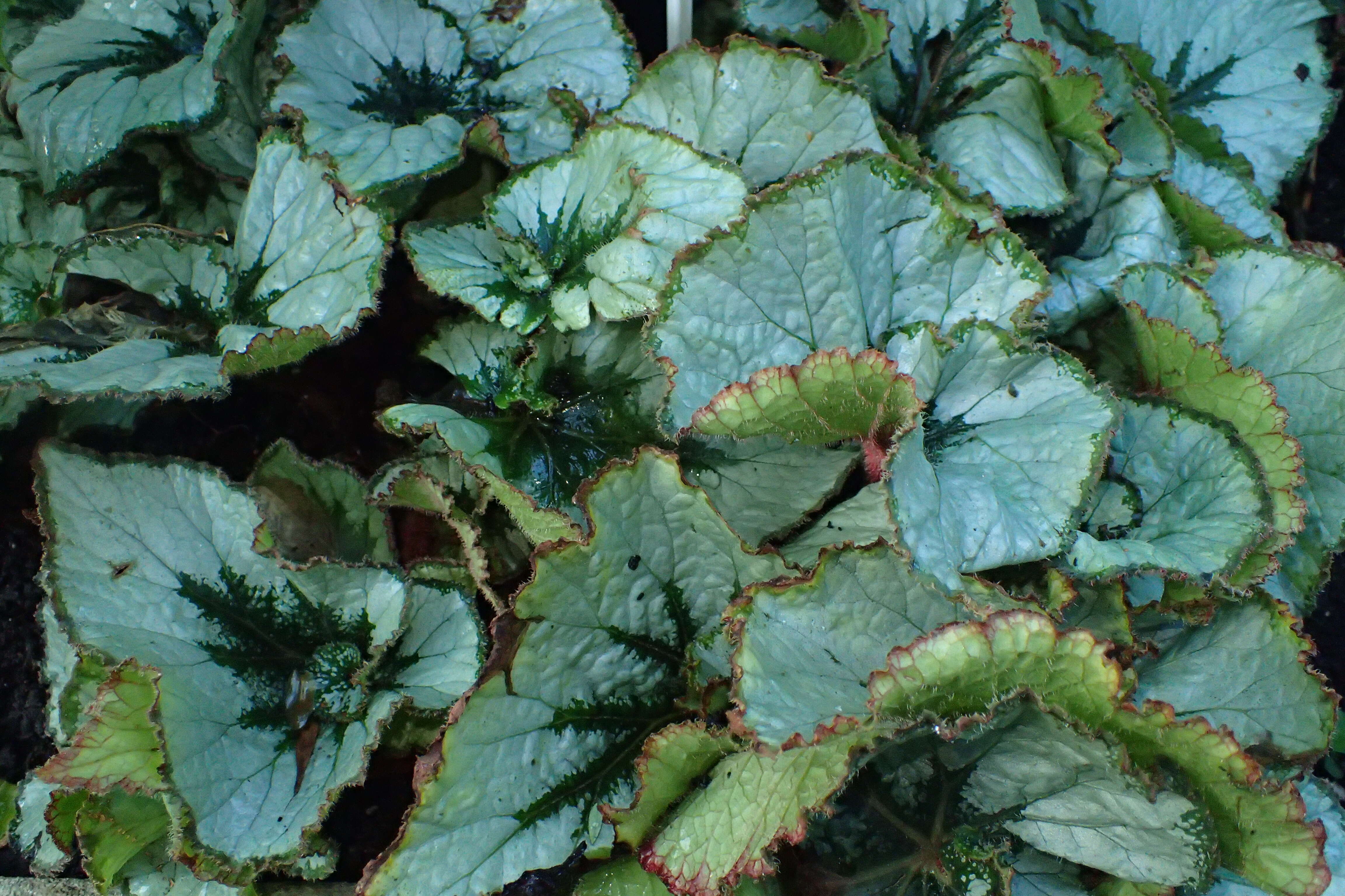 Image of Begonia incarnata Link & Otto