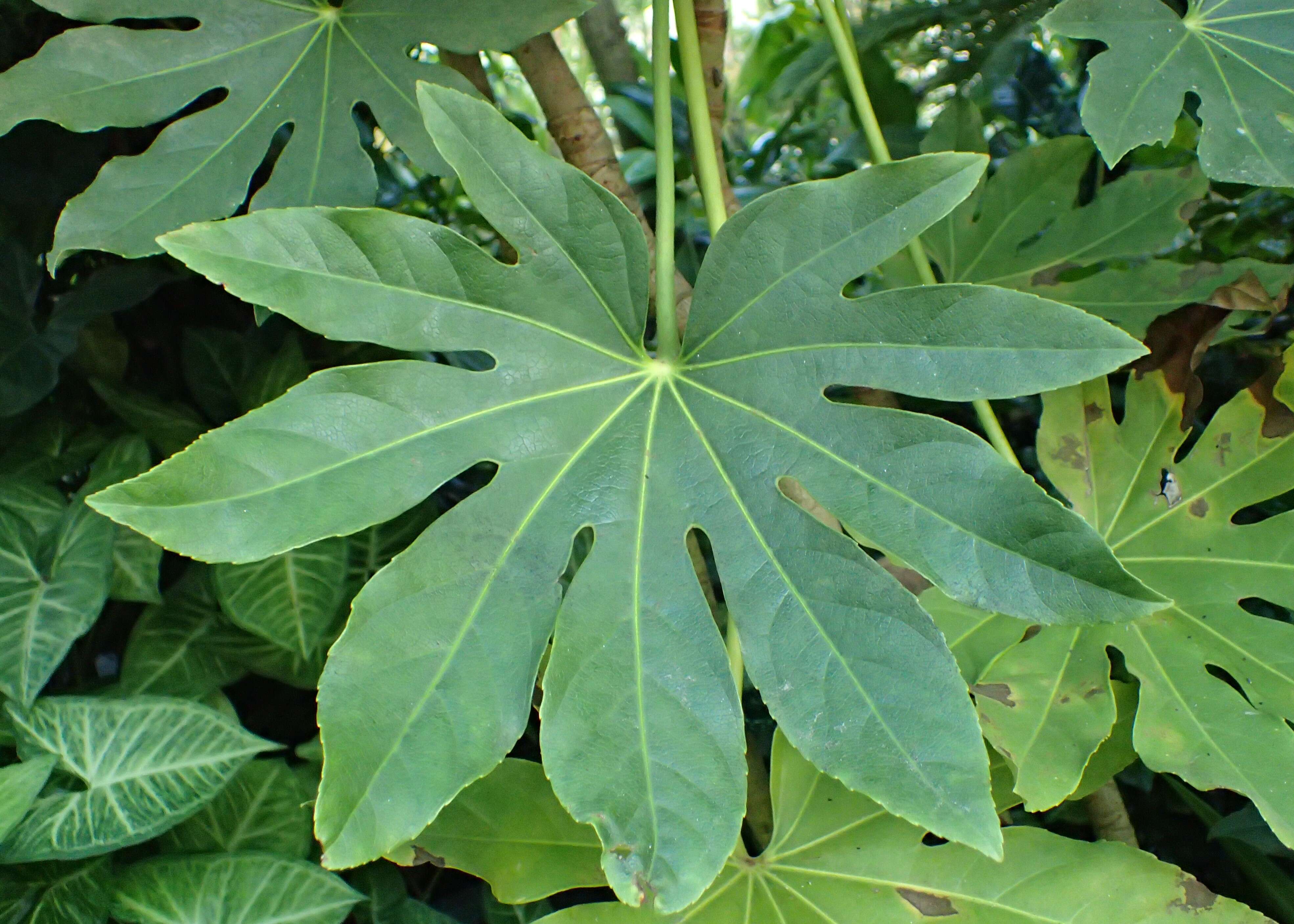 صورة Fatsia