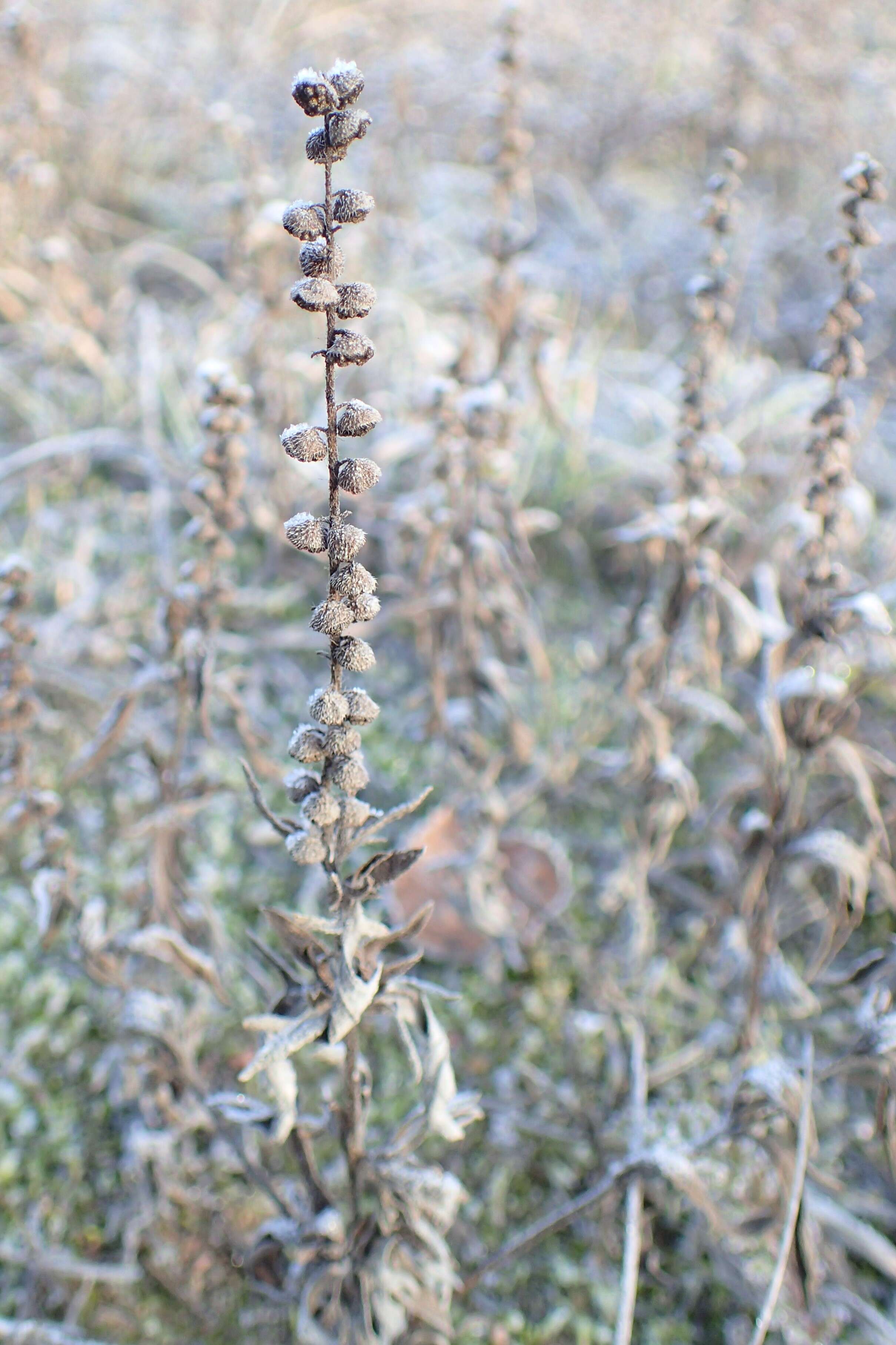 Image of Cuman ragweed