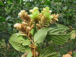 Image of wildhops