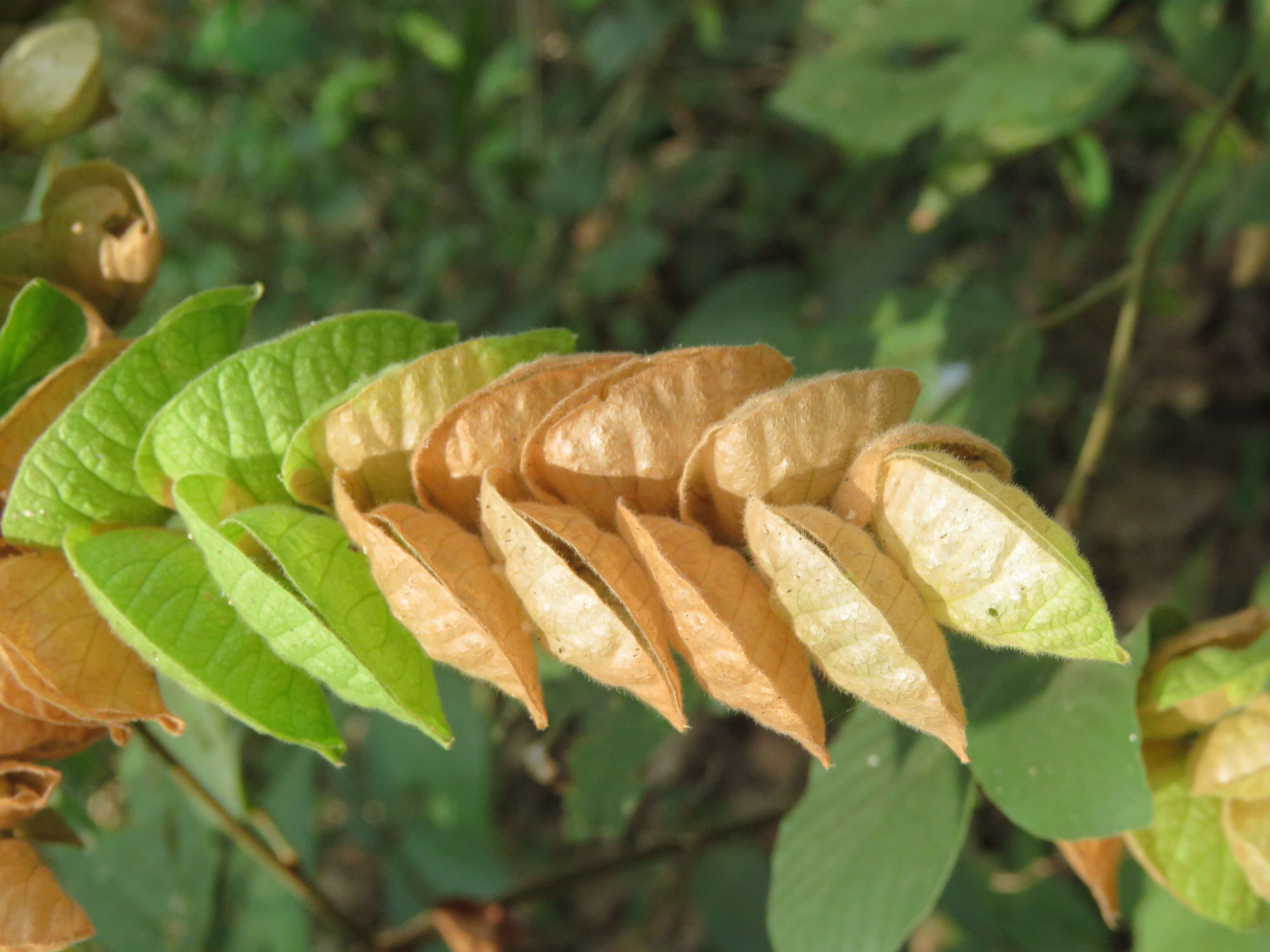 Слика од Flemingia strobilifera (L.) W. T. Aiton