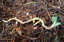 Image of Dwarf rattlesnake plantain (America)