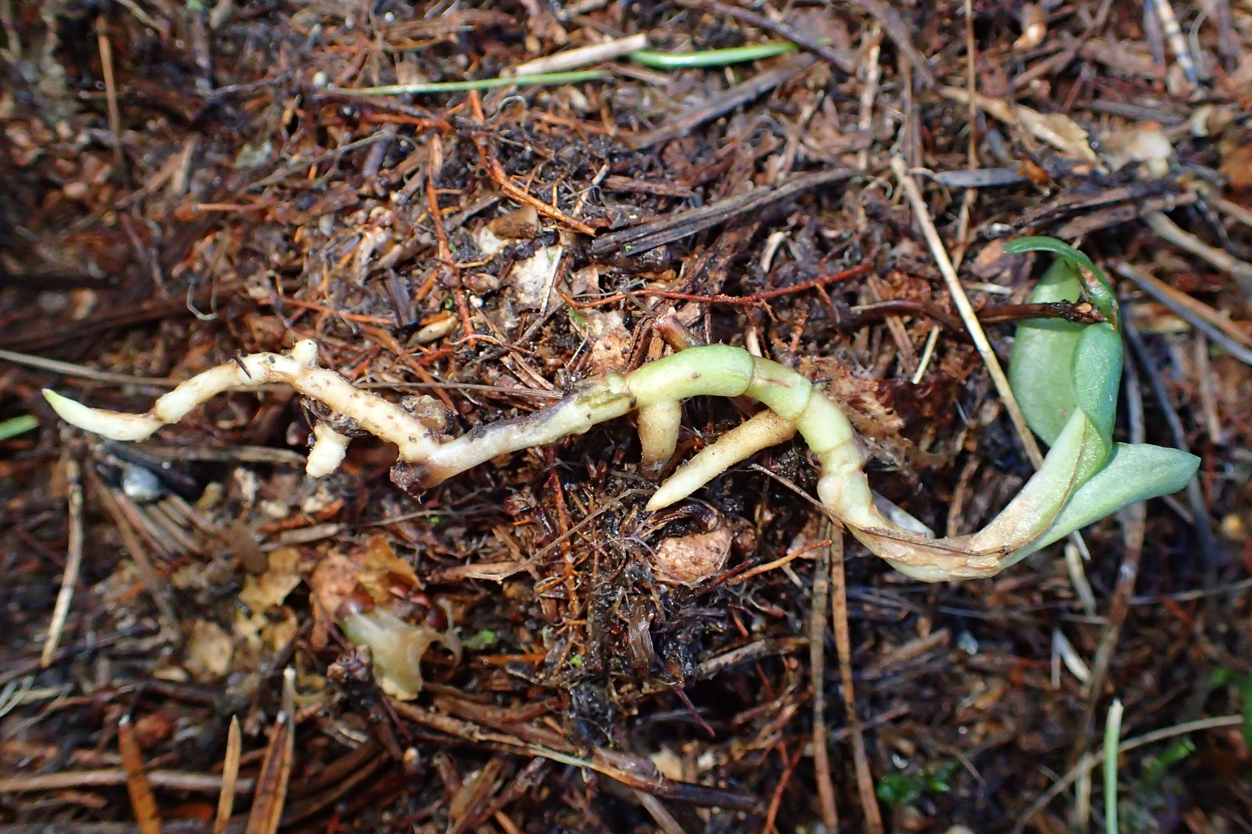 Image of Dwarf rattlesnake plantain (America)