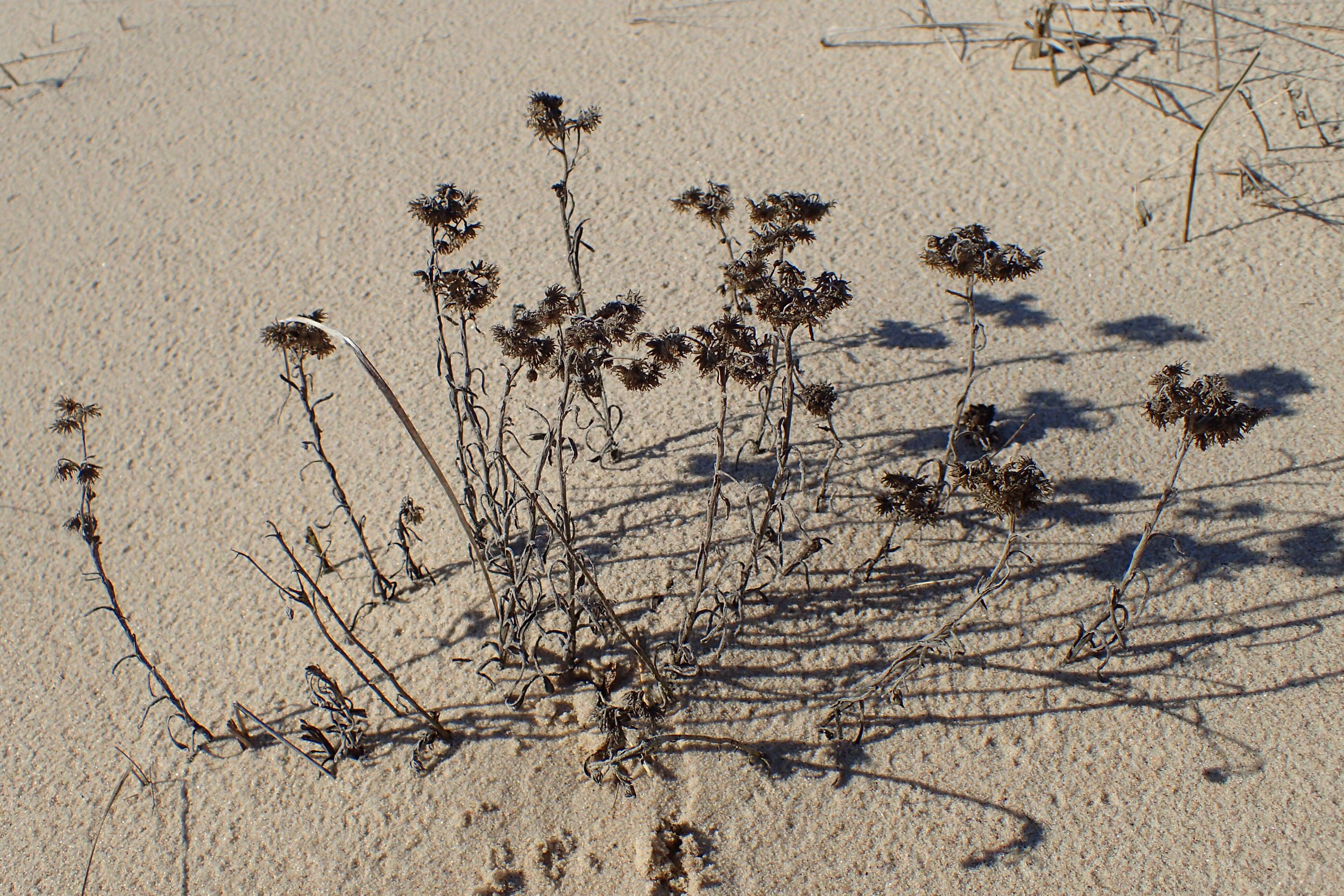 Image of strawflower