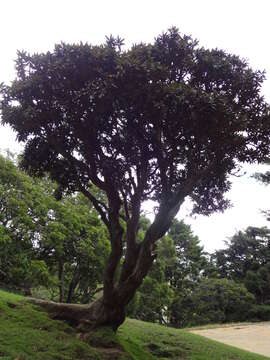 Image of Tree Rhododendron