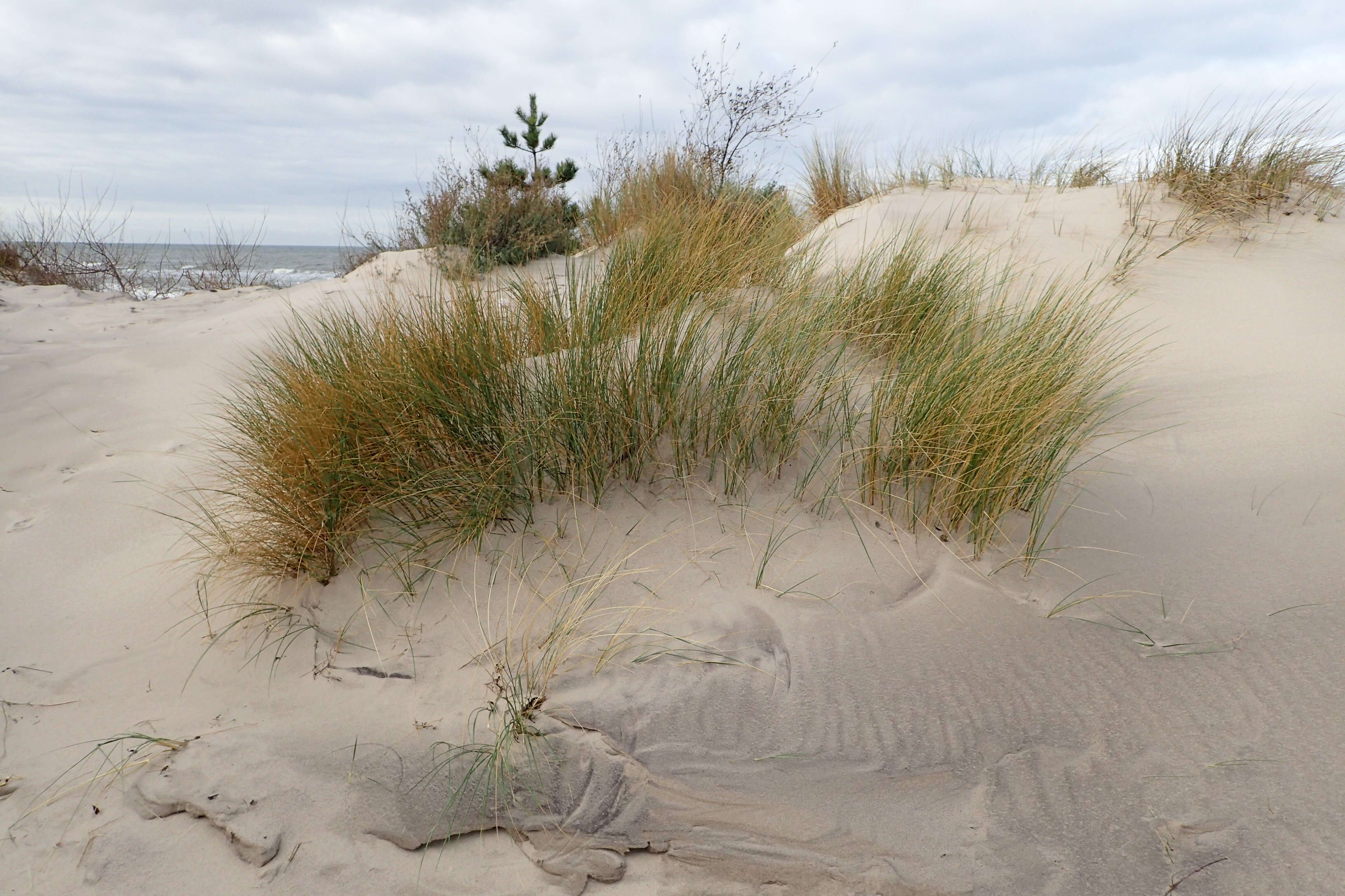 Image of European beachgrass