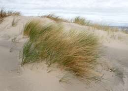 Image of European beachgrass