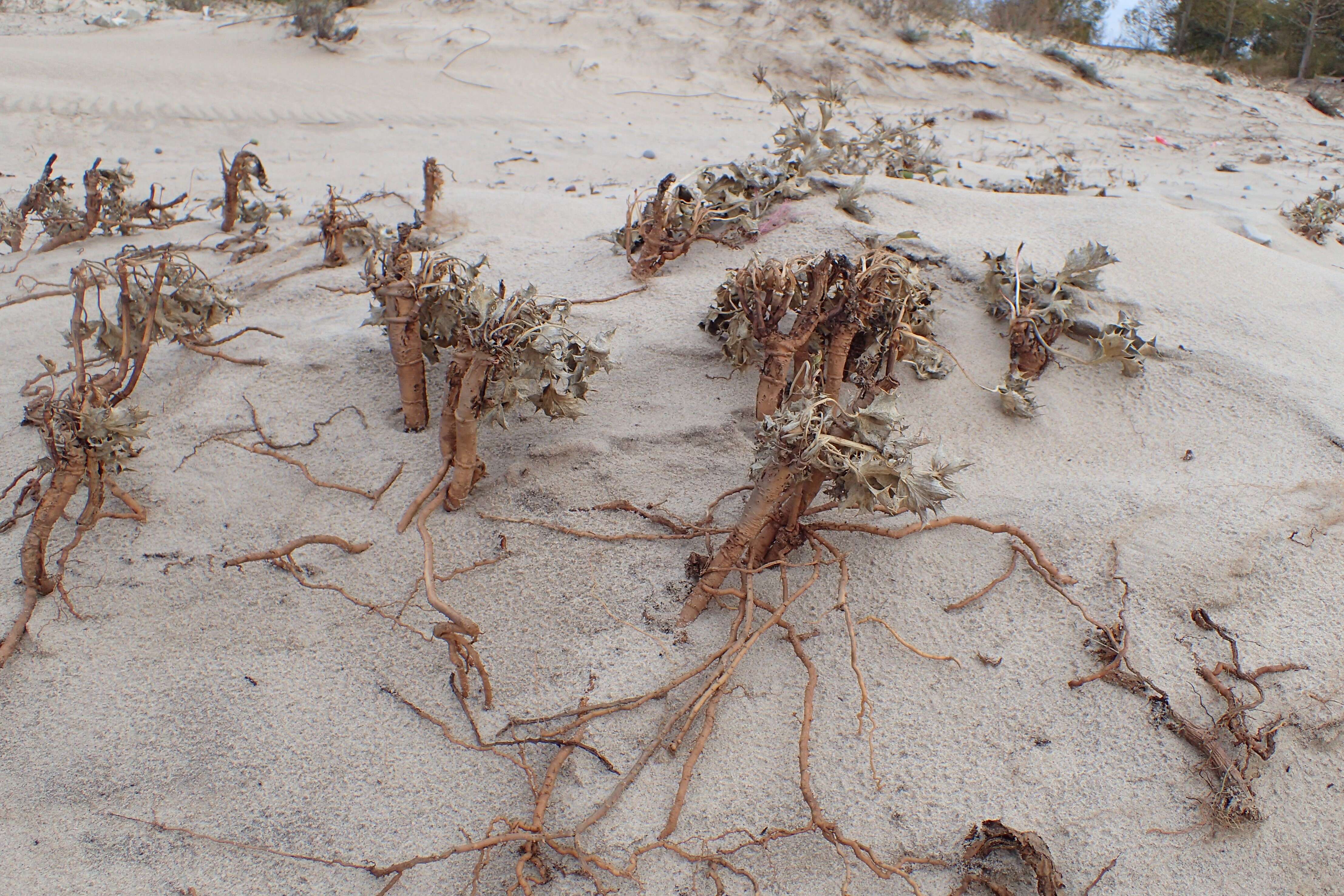 Image of sea-holly