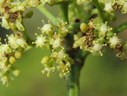 Image of Tetrastigma leucostaphylum (Dennst.) A. Alston ex D. J. Mabberley