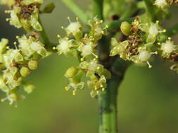 Image of Tetrastigma leucostaphylum (Dennst.) A. Alston ex D. J. Mabberley