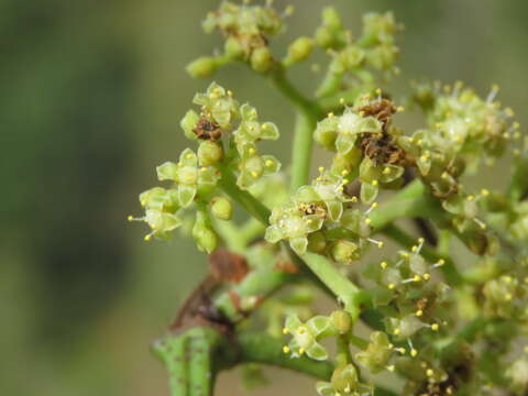 Image of Tetrastigma leucostaphylum (Dennst.) A. Alston ex D. J. Mabberley