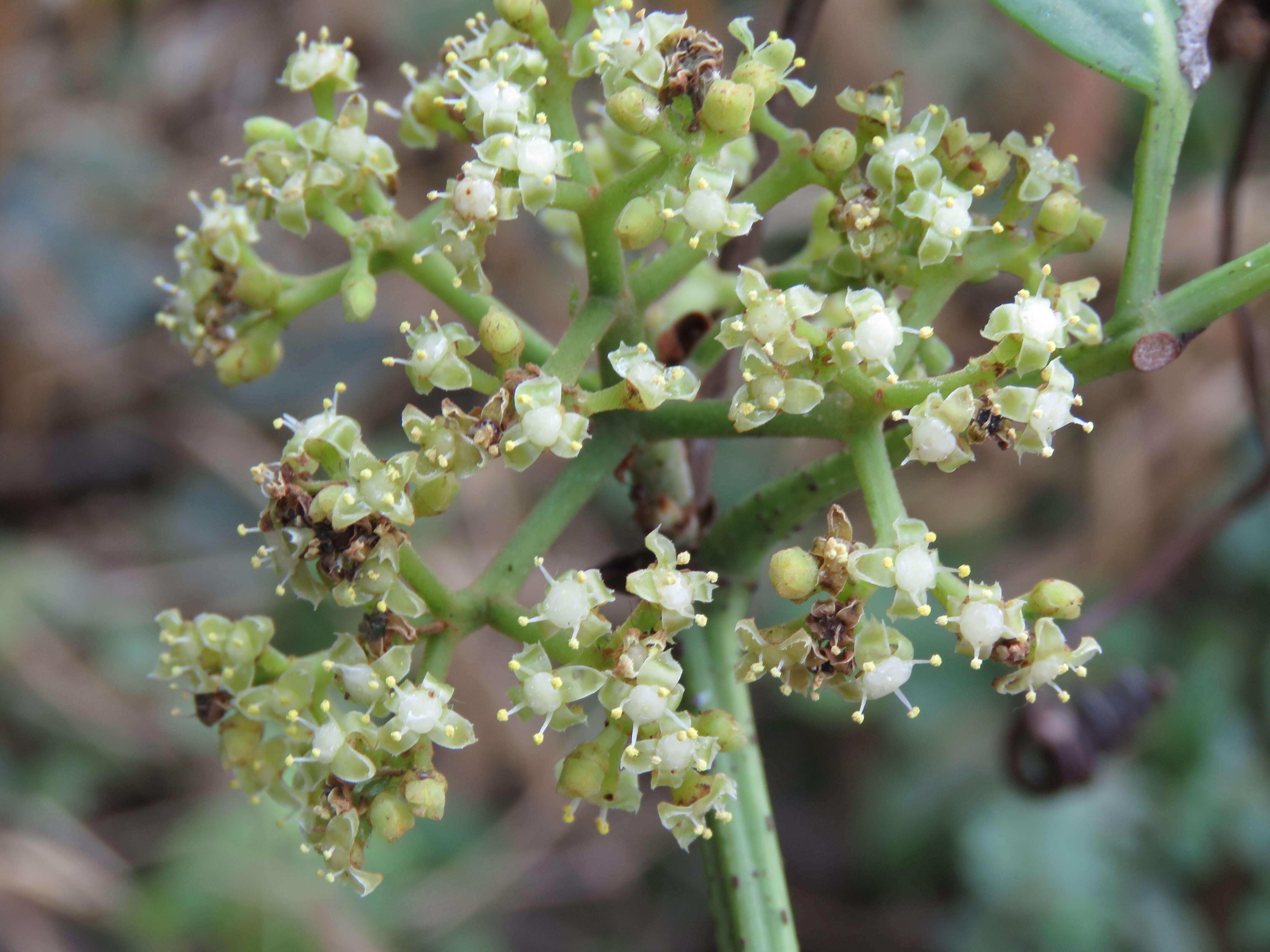 Image of Tetrastigma leucostaphylum (Dennst.) A. Alston ex D. J. Mabberley