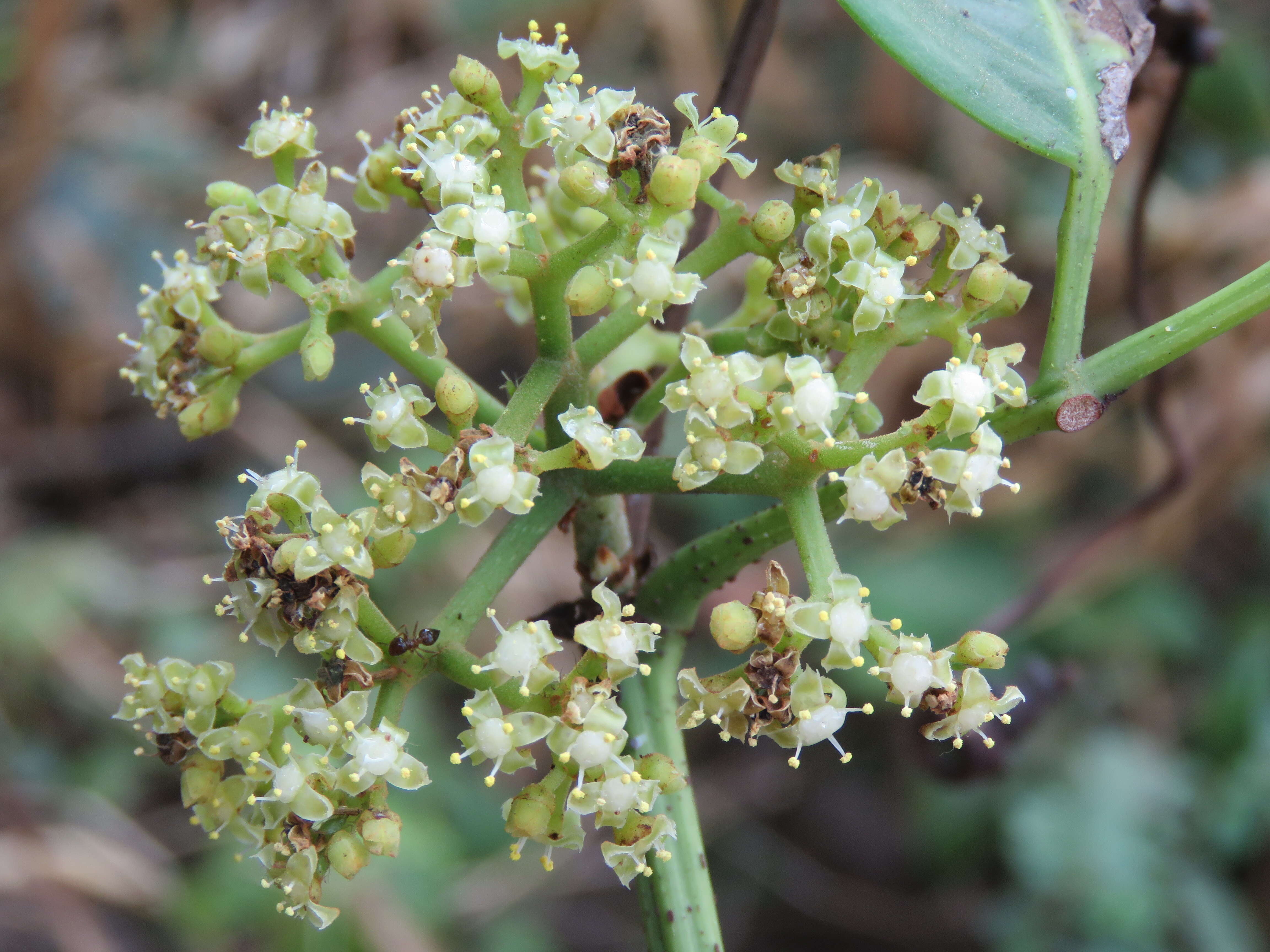 Image of Tetrastigma leucostaphylum (Dennst.) A. Alston ex D. J. Mabberley