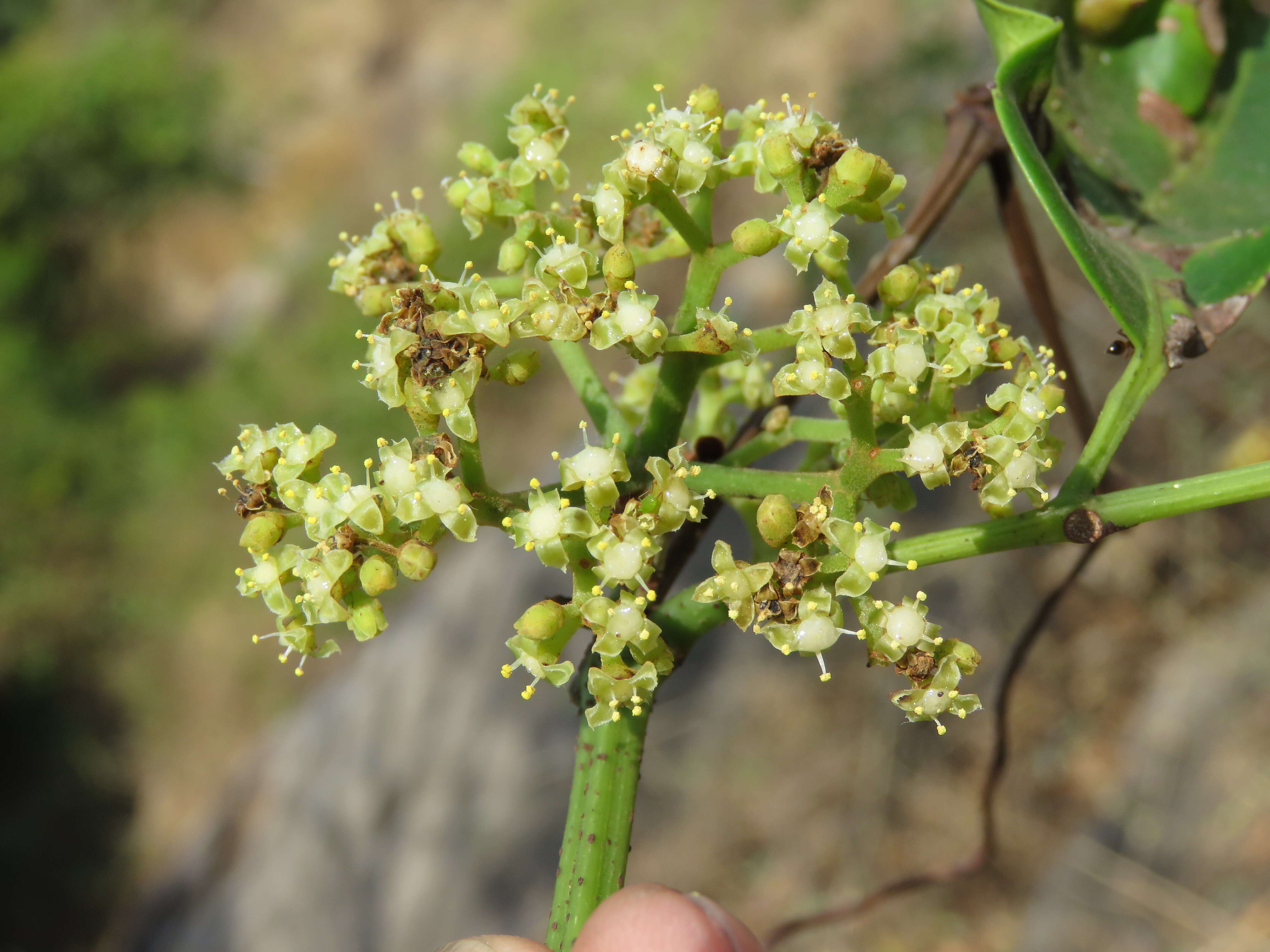 Image of Tetrastigma leucostaphylum (Dennst.) A. Alston ex D. J. Mabberley