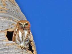 Image of Ferruginous Pygmy Owl