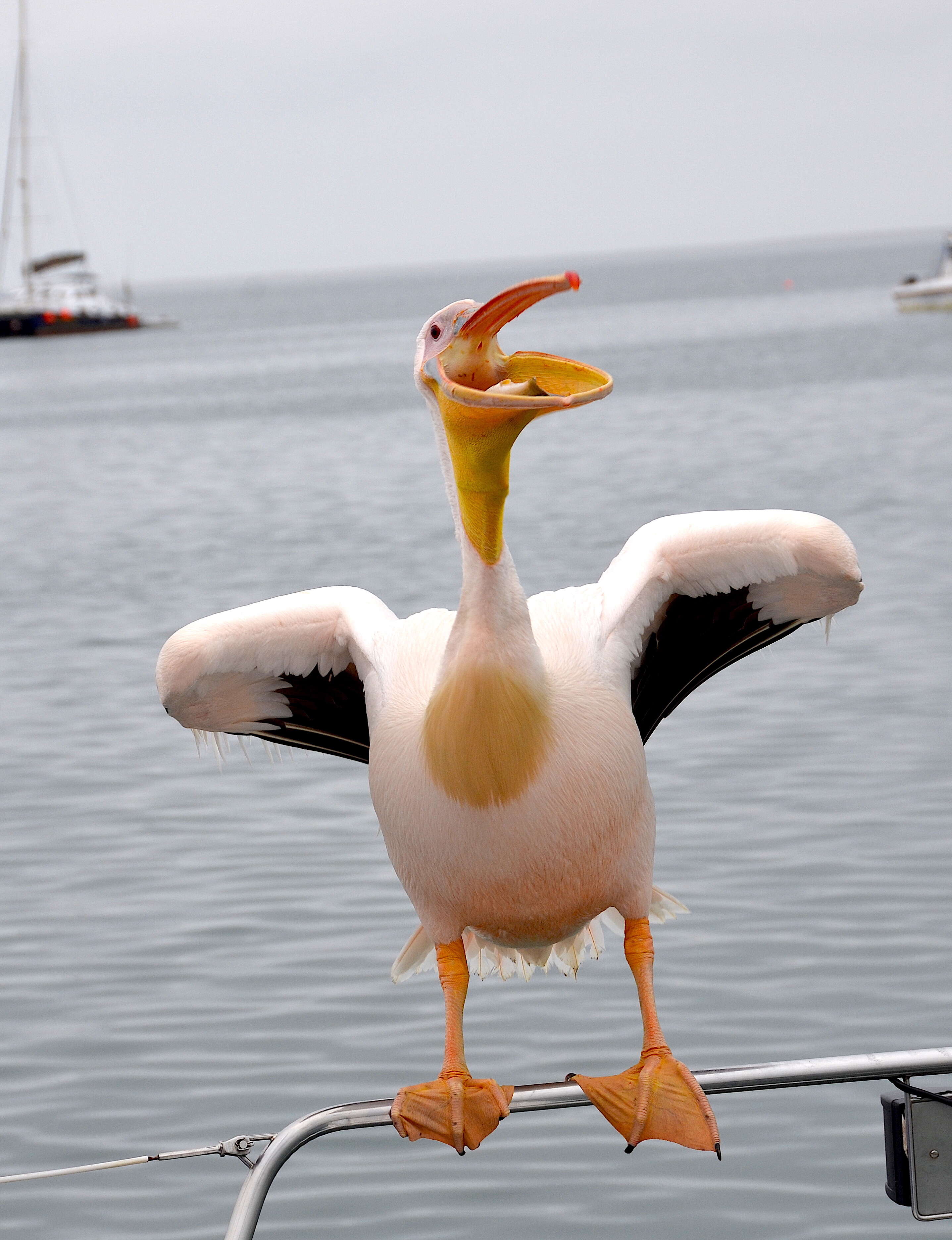 Image of Great White Pelican