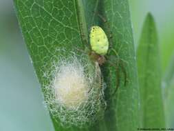 Image of Cucumber green spider