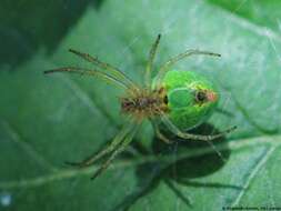 Image of Cucumber green spider