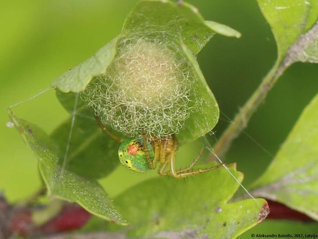 Image of Cucumber green spider