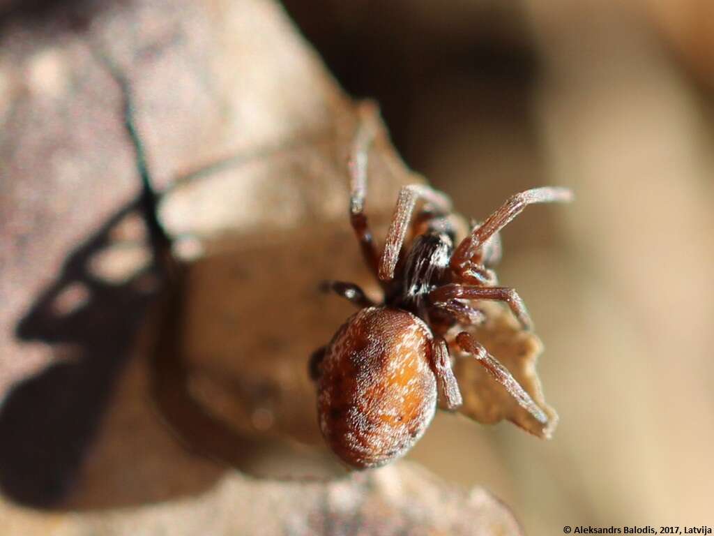 Image of Dictyna arundinacea (Linnaeus 1758)