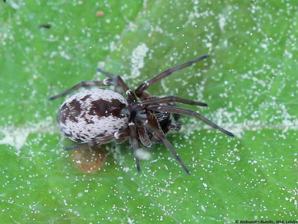 Sivun Dictyna arundinacea (Linnaeus 1758) kuva