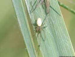 Image of Enoplognatha ovata (Clerck 1757)