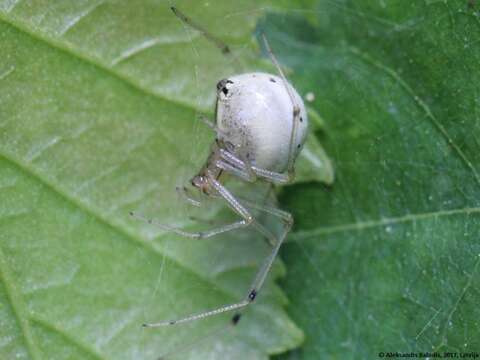 Image of Enoplognatha ovata (Clerck 1757)