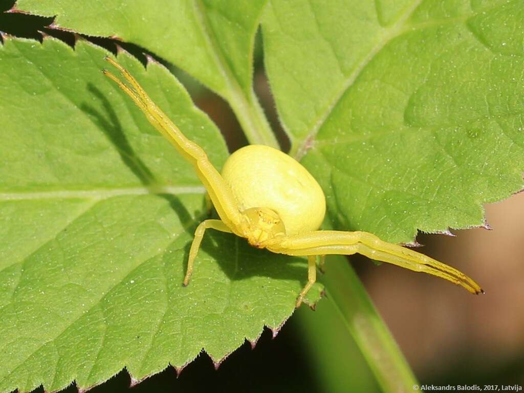 Image of Flower Crab Spiders