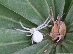 Image of Flower Crab Spiders