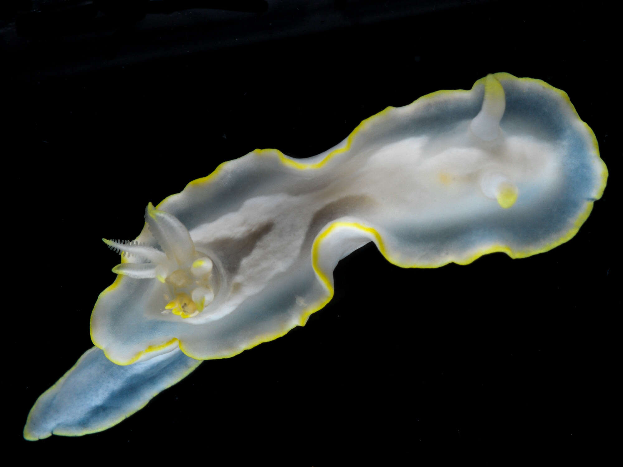 Image of Pale white slug